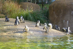 Pinguine