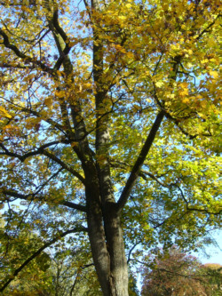 Herbstbaum