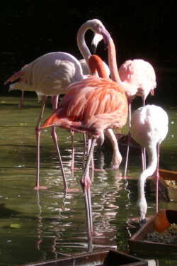 Flamingos